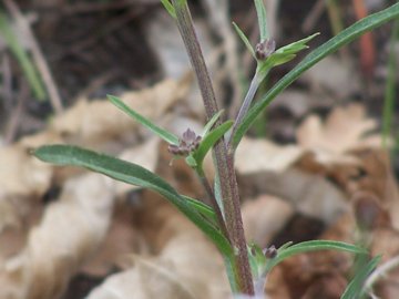 Etna - Erysimum bonannianum / Violaciocca di Bonanno